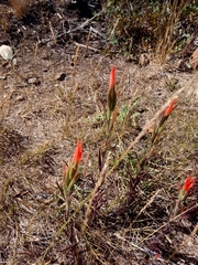 Castilleja minor