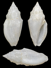 Eucithara stromboides