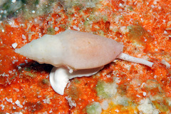 Eucithara stromboides
