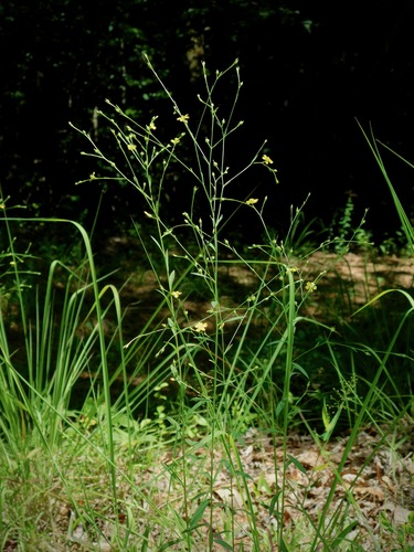 Image of Linum virginianum by (c) Michael J. Papay, some rights reserved (CC BY)