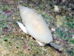 Eucithara stromboides