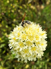 Andrena astragali