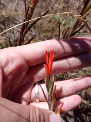 Castilleja minor