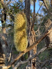 Banksia paludosa