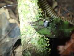 Gonyleptoidea