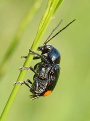 Cryptocephalus biguttatus