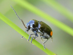 Cryptocephalus biguttatus