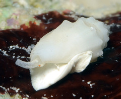 Eucithara stromboides