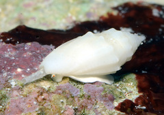 Eucithara stromboides