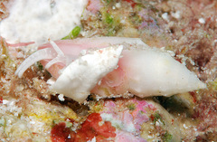 Eucithara stromboides