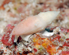 Eucithara stromboides