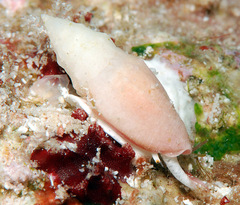 Eucithara stromboides