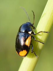 Cryptocephalus moraei