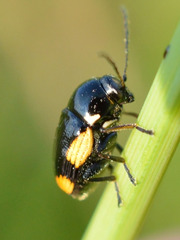 Cryptocephalus moraei