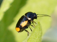 Cryptocephalus moraei