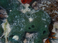 Amphimedon viridis