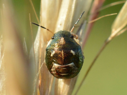 Rubiconie nordique