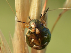 Rubiconia intermedia