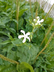 Saponaria officinalis