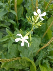 Saponaria officinalis