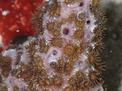 Umimayanthus parasiticus