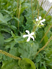 Saponaria officinalis