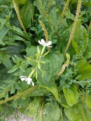 Saponaria officinalis