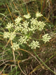 Bunium bulbocastanum