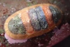 Dendrochiton flectens