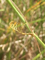 Bunium bulbocastanum