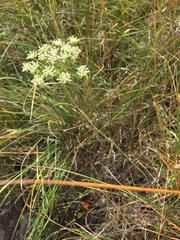 Bunium bulbocastanum