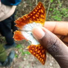 Charaxes varanes vologeses