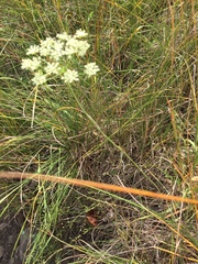 Bunium bulbocastanum