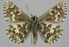 Pyrgus centaureae
