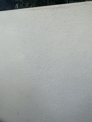 Monomorium floricola