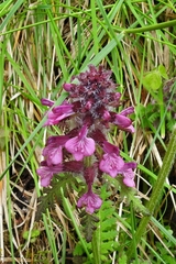 Pedicularis refracta transmorrisonensis