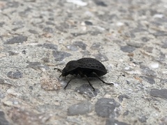 Stenomorpha clathrata