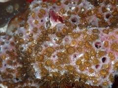 Umimayanthus parasiticus