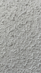 Monomorium floricola