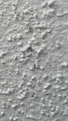 Monomorium floricola