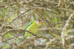 Psilopogon franklinii