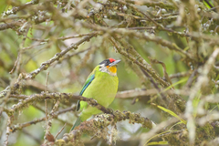 Psilopogon franklinii