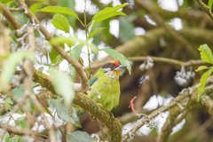 Psilopogon franklinii