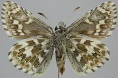 Pyrgus centaureae