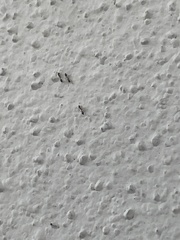 Monomorium floricola