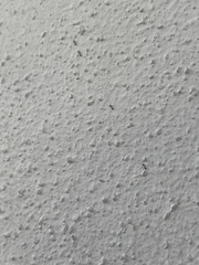 Monomorium floricola