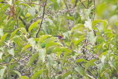 Psilopogon franklinii