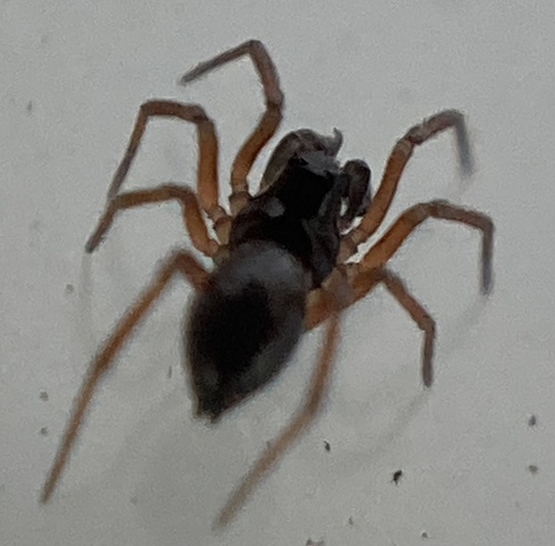 Araeoncus humilis