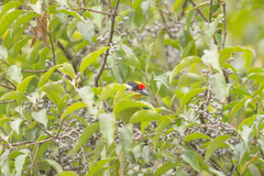 Psilopogon franklinii