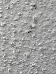 Monomorium floricola